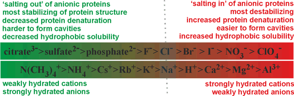 Hofmeister series and protein stabilisation