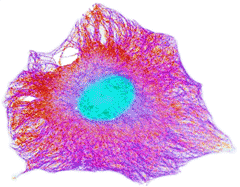 Human cell, recolorized from http://wellcomeimages.org/ showing the cytoskeleton (reds and violets) and nucleus (cyan), surrounded by intracellular water