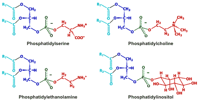 examples of phospholipids, R1 and R2 are fatty acid chains