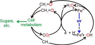 Putative metabolic cycle on Mars