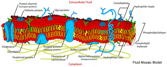 Contemporary picture of the Fluid Mosaic Model, taken from https://en.wikibooks.org/wiki/A-level_Biology/Biology_Foundation/cell_membranes_and_transport
