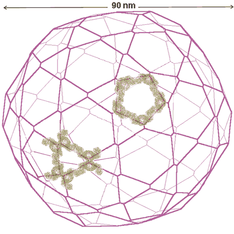 The nanosphere is made up from the distorted hexagons in such a way that undistorted pentagons and hexagons are also formed