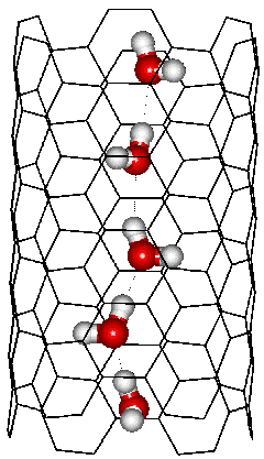 Single chain of water molecules in a (6; 6) carbon nanotube