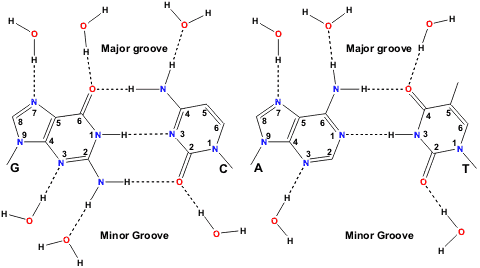 DNA base pairs showing hydration sites; in particular the G=C pair having three hydration sites in the minor groove compared with two in A=T