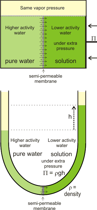 Net movement of water towards lower activity water solution, generating osmotic pressure