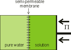 Schematic showing the effect of osmotic flow countered by the osmotic pressure (Pi)