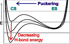 Potential energy diagram showing the minima due to the relative attraction of van der Waals forces and hydrogen bonding