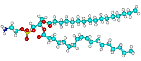 phosphatidylethanolamine