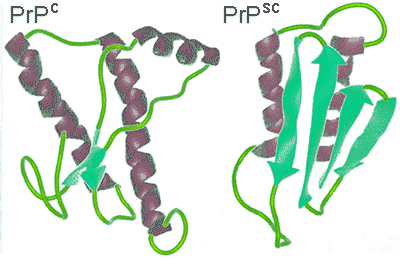 Prion structural change
