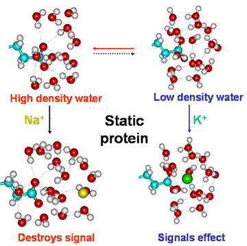 Equilibria involving the static protein