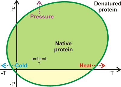 Ellipse of protein stability (see ref 1480)