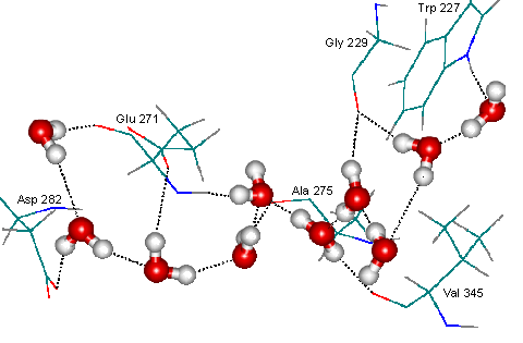 A chain of ten water molecules linking the end of one helix to the middle of another in glucoamylase-471