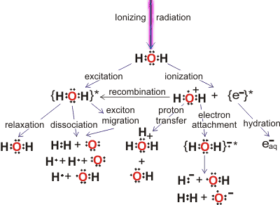 Initial processes in the decomposition of water by ionizing radiation from [3413]