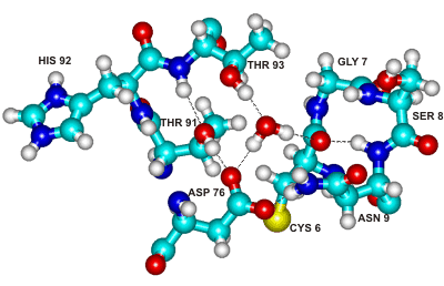 Conserved water binding site in ribonucleases