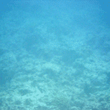 Sea within the Great Barrier reef
