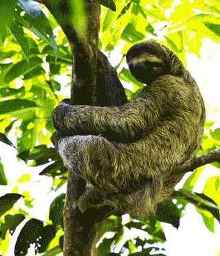 sloth in Costa Rica