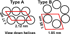 Type A and B amylopectin crystallites