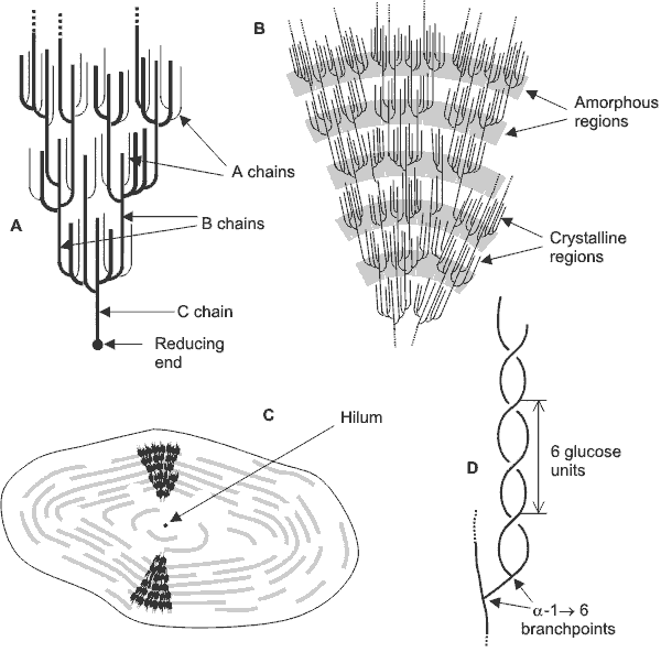 starch structure diagram