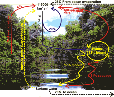 Water cycle, background from the Amazon rain forest