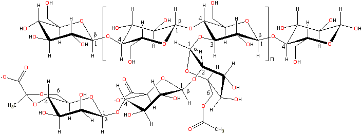 representative structure of xanthan gum